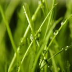 green grass close up background